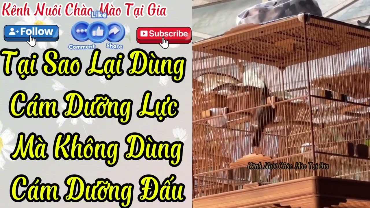 Cách chăm chào mào với cám dưỡng lực và tăng lực bô ba
