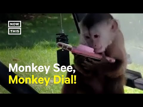 Mischievous Monkey Calls 911 From Wildlife Center