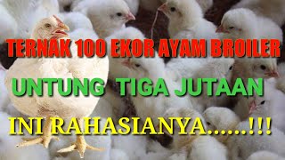 Analisa Keuntungan Ternak Ayam Broiler 100 Ekor. 