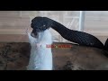 Black viper fast strike  feeding venomous snake  live feeding venomous snakes