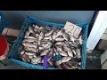 ЦЕНА на живую РЫБУ на рынке// РЫБНЫЙ РЫНОК в Балаклее// купил рыбу для ловушки