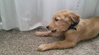 Flashback to Golden Retriever Puppy Cooper and his other nemesis...the door stopper! by Cooper The Golden Pupper 1,655 views 2 years ago 1 minute, 17 seconds