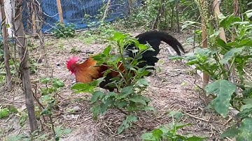 พามาชมพ่อพันธุ์ลูกผสม F1