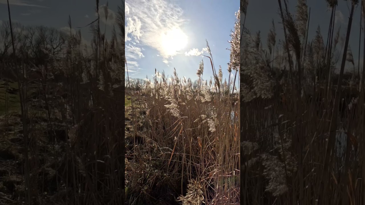 🌿❄️☀️ End of Winter by the River 🌊🍃🕊️ 