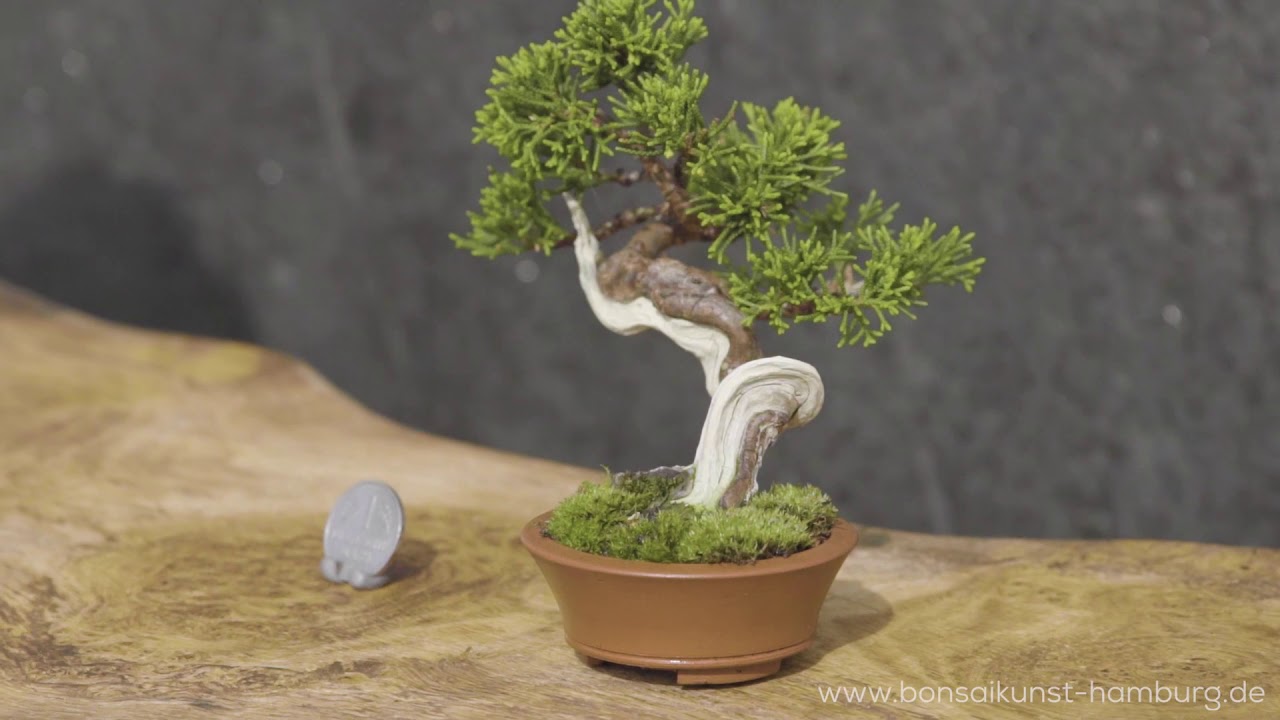 ficus benjamini steckling bonsai Weeping Fig Bonsai Tree Seeds for Planting - 30 Seeds main image 1