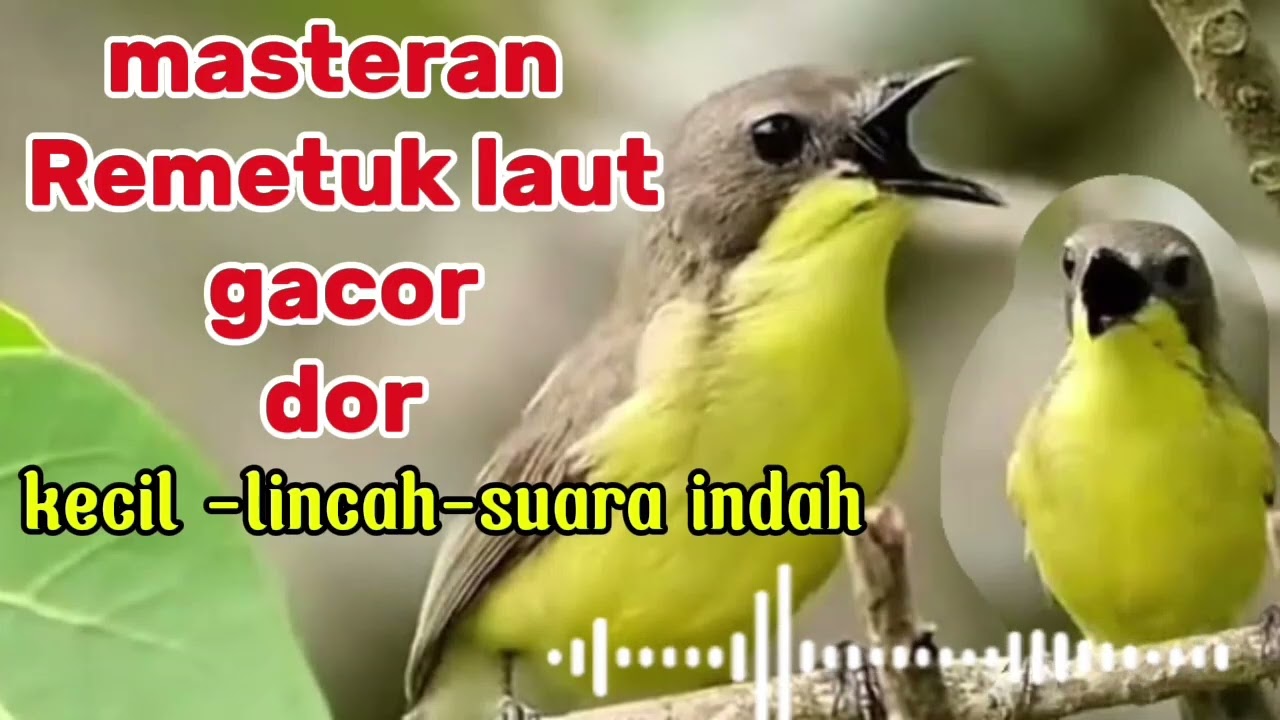 Masteran remetuk laut mantap❗