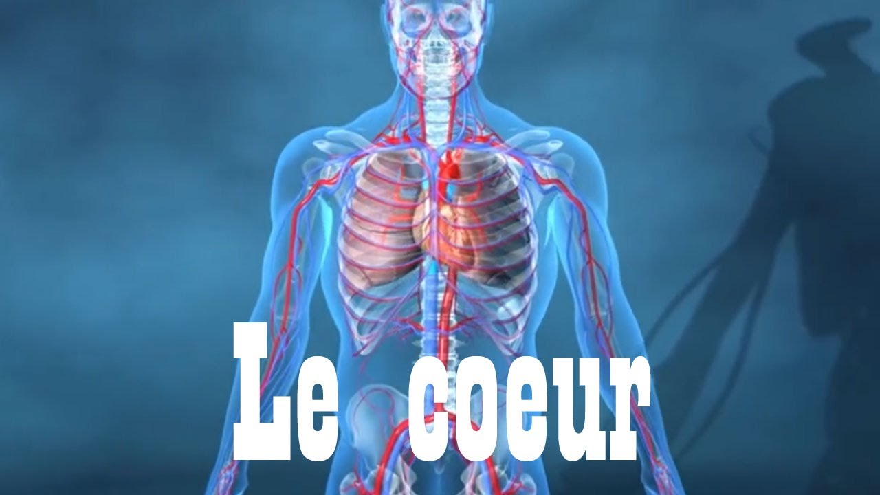 évaluation Svt Sur Circulation Sanguine Classe De 5 Pdf