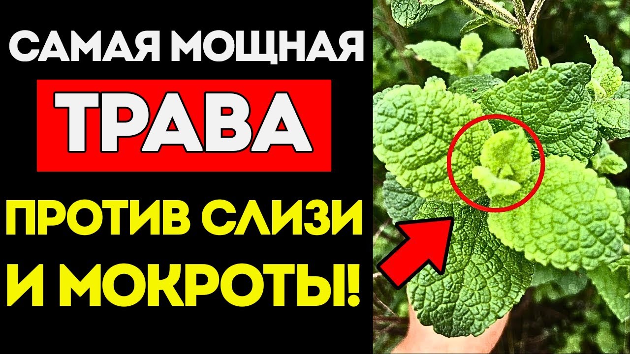 Прощай, Мокрота И Слизь! Эта Трава Очищает Горло Всего За Несколько Минут