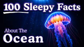 The Most Calming Facts About The Ocean to Fall Asleep To — Dreamy Science
