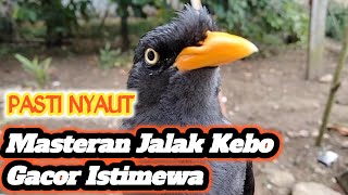 SUARA JALAK KEBO GACOR | Cocok Buat Masteran ‼️Jalak Kebo Yang Diam Bakal Nyaut Seketika