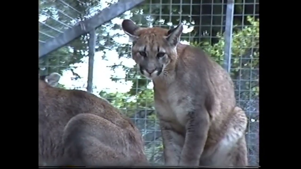 Ouwehand dierenpark. 1995