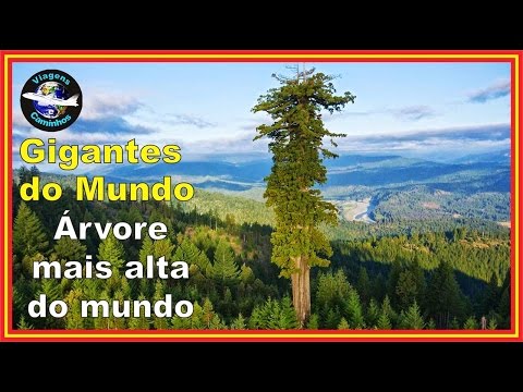 Vídeo: A árvore mais alta do mundo é o Hyperion Gigante