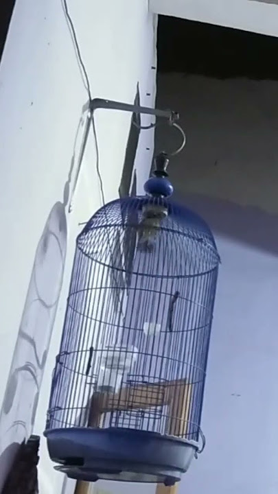 Suara asli Tledekan Mini