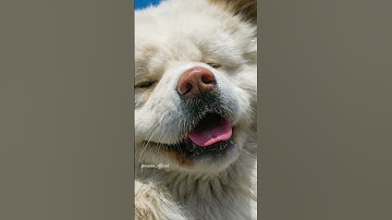 なぜわさおは熊と戦ったのか / 映画「わさお」の熊がらみの話  #わさおの雑学  #wasao_official