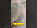 کتے کی دوڑ تو دیکھو کتے کی دوڑ تو دیکھو