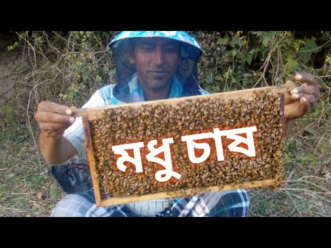 ভিডিও: কীভাবে তরল মধু তৈরি করবেন