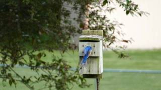 Bluebird Slow-motion