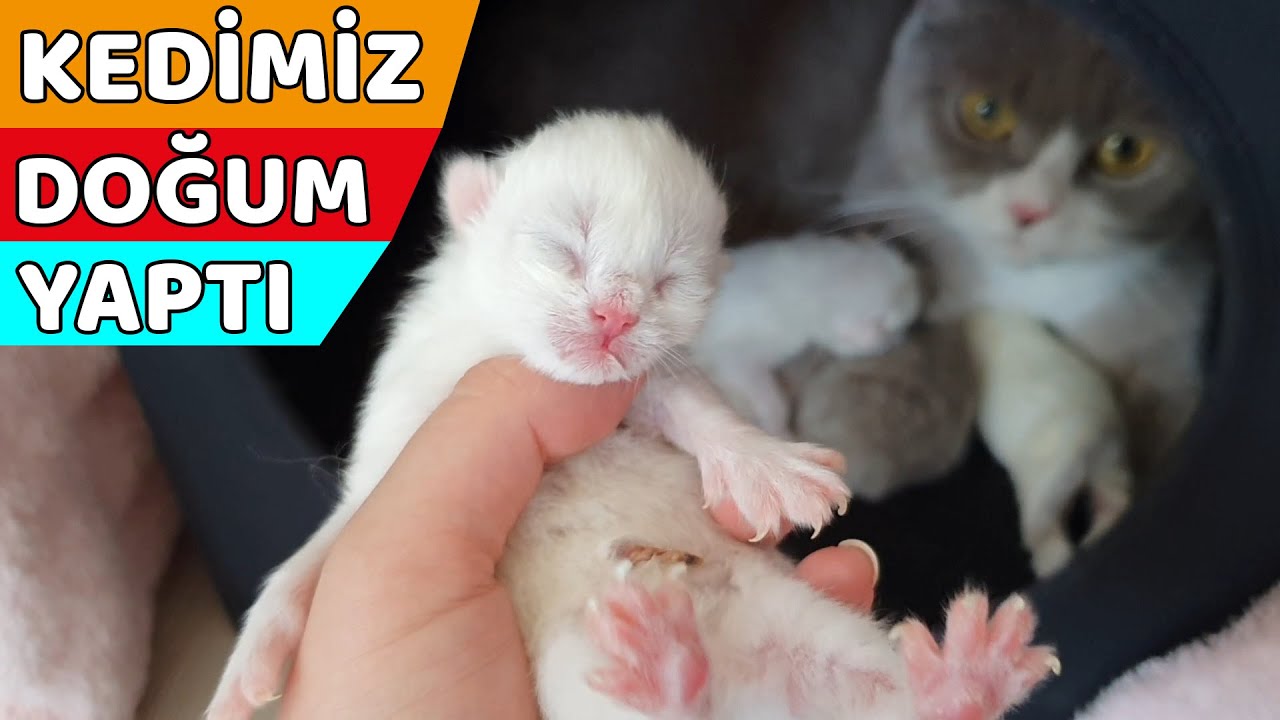 Kedimiz Dogum Yapti 4 Yavru Oldu Dikkat Dogum Ani Goruntuleri Icerir Youtube