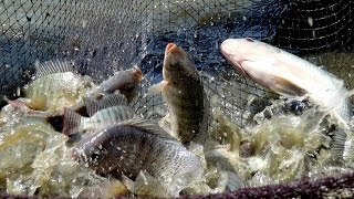 Fish Farming In India | Tilapia Raising : Aquaculture
