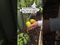 Look What I Harvested Just Before Winter! 🍆 Backyard Blessings 🌱