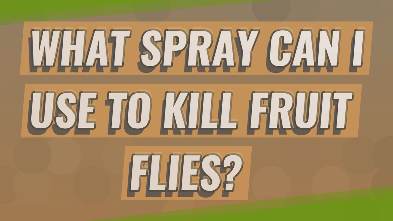 What spray can I use to kill fruit flies? YouTube