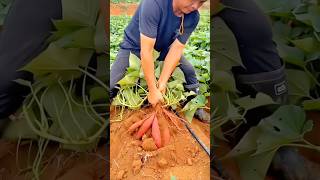 Harvesting a lot of red sweet potatoes in the ground in a very neat and also very fast way