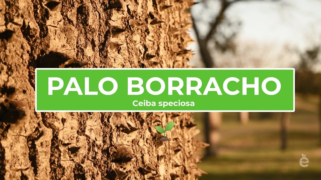 Conociendo el Palo Borracho - Ecoprofe