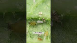 Hover fly larvae eat aphids