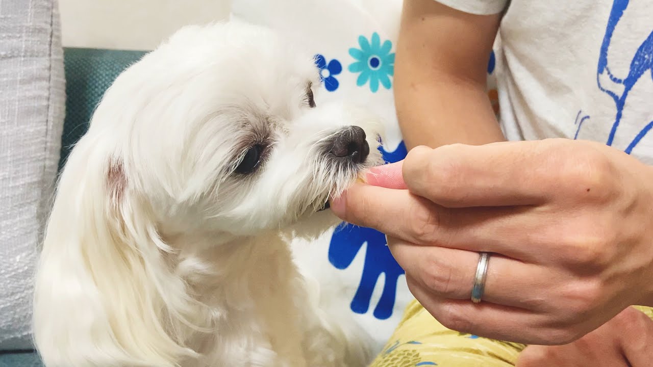 検証 酸っぱい果物が苦手な犬が台湾パインを食べるとこうなりました マルチーズ Youtube