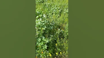 صباح الطبيعةتجد الأمل يتناثر في الهواء مع نسيم الصباح كأنه رسالة من الكون يدعوك للاستمتاع بكل لحظة 