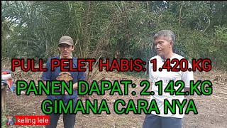 pakan 1.420.kg jadi lele 2.142.kg gimana cara nya ????