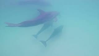 Dive Down With the Dolphins in Panama City Beach