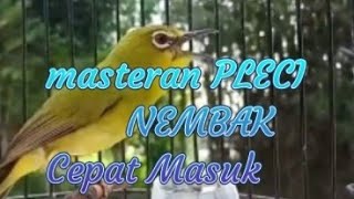 Masteran PLECI NEMBAK Cepat masuk Materi isian
