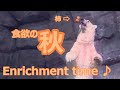 『横浜八景島シーパラダイス』ホッキョクグマのエンリッチメントタイム♪