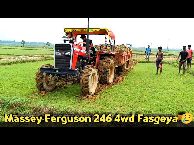 Massey Ferguson 246 4wd tractor stuck in mud || Help with tractor guru subha 😌 class=