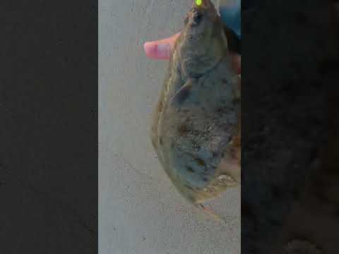 камбала как ласта