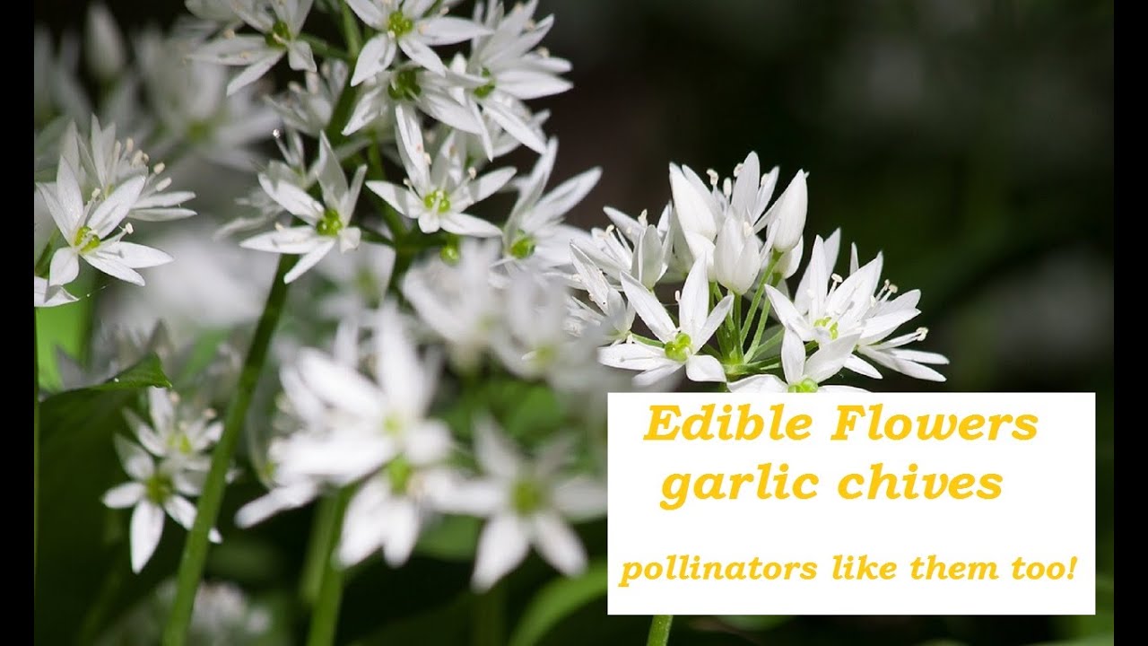 Edible Plants that Feed Pollinators, Too