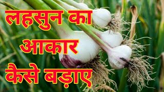 लहसुन का आकार कैसे बड़ाए। lahsun ka akar kese badae । lahsun ki kheti