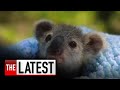 Baby joey Elsa is new ambassador for koala conservation | 7NEWS