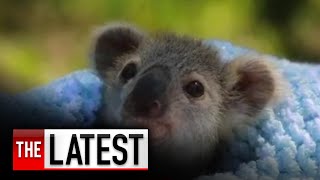 Baby joey Elsa is new ambassador for koala conservation | 7NEWS
