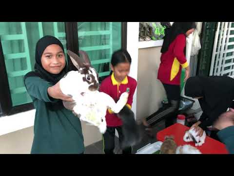 Video: Cara Menamakan Arnab Hiasan