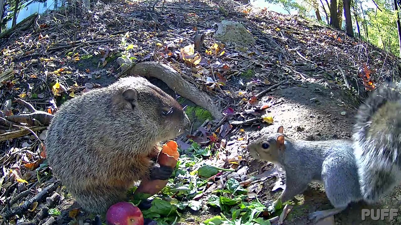 Beautiful morning breakfast [ASMR] 