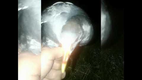Suara burung mandar batu betina andalan saya