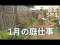 【ガーデニング】3年放ったらかしにしたクレマチスの末路｜紫陽花の植替え｜小さな庭