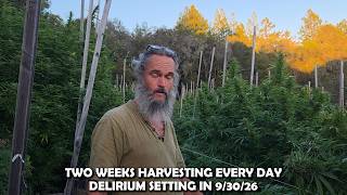 TWO WEEKS OF HARVESTING EVERY DAY - DELIRIUM SETTING IN -  9/30/26