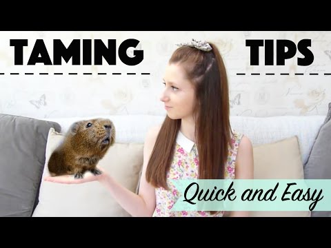 Taming Guinea Pigs *Quick & Easy*