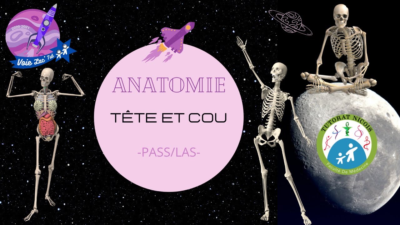 TTR S2-[PASS/LAS]-UE(T3) / Anatomie - Introduction à l'anatomie de la tête et du cou 5