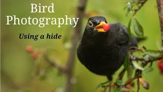 Bird Photography using a hide - Photographing garden birds