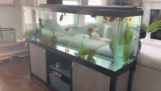 Top Fin 125 Gallons Aquarium Tank Review from Petsmart