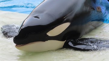 Husbandry | Full Orca Encounter Segment 5/7/25 (2)